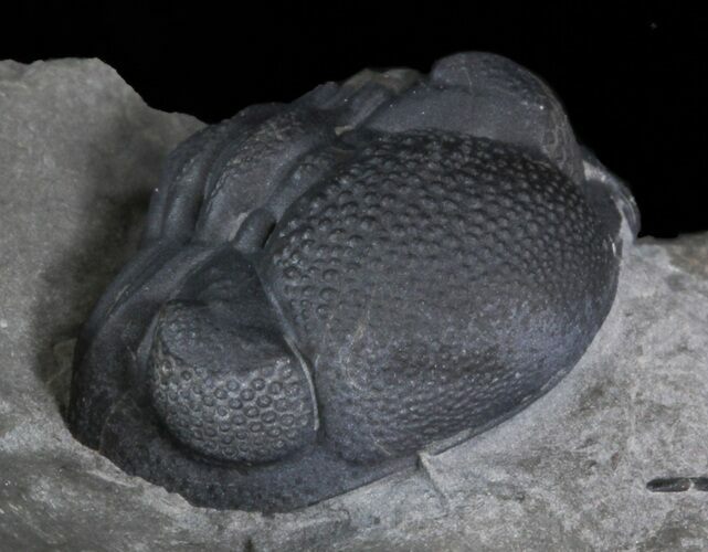 Enrolled Eldredgeops Trilobite In Matrix - New York #40689